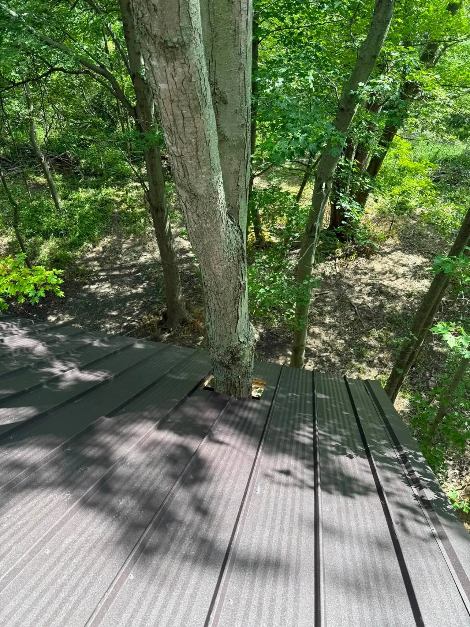 A tree trunk coming straight up through the metal roof, with the panels fitted around it